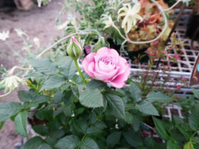 ２月入荷中の花苗の紹介