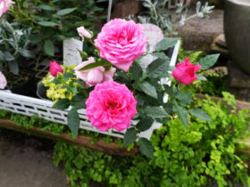 ２月入荷中の花苗の紹介