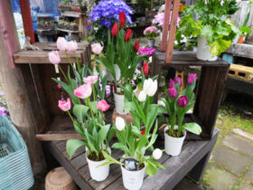 ３月入荷中の花苗の紹介