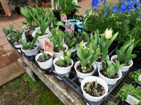 ３月入荷中の花苗の紹介