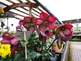 ３月入荷中の花苗の紹介