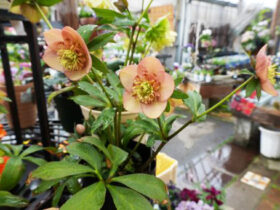 ３月入荷中の花苗の紹介