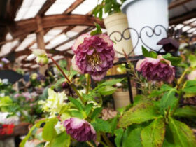 ３月入荷中の花苗の紹介