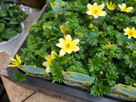 ３月入荷中の花苗の紹介