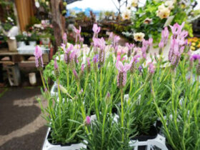 ３月入荷中の花苗の紹介