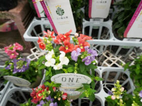 ３月入荷中の花苗の紹介