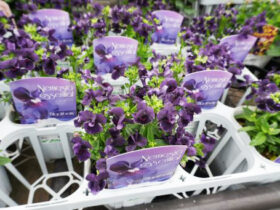 ３月入荷中の花苗の紹介