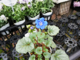 ３月入荷中の花苗の紹介