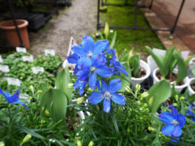 ３月入荷中の花苗の紹介