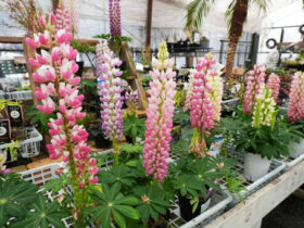 ３月入荷中の花苗の紹介