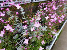 ３月入荷中の花苗の紹介