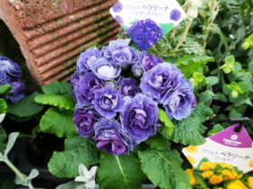 ３月入荷中の花苗の紹介