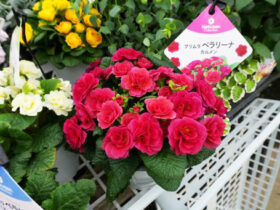 ３月入荷中の花苗の紹介