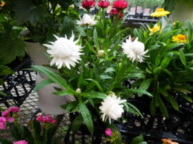 ３月入荷中の花苗の紹介