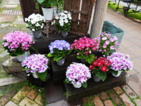 ３月入荷中の花苗の紹介