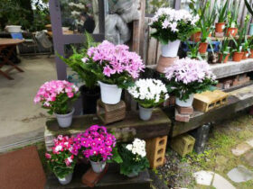 ３月入荷中の花苗の紹介