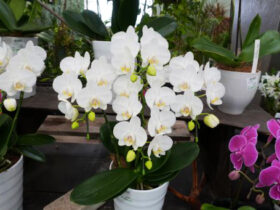 ３月入荷中の花苗の紹介