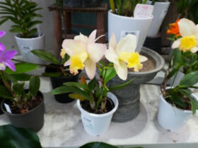 ３月入荷中の花苗の紹介