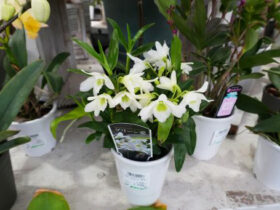 ３月入荷中の花苗の紹介