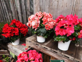 ３月入荷中の花苗の紹介