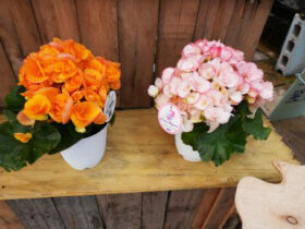 ３月入荷中の花苗の紹介