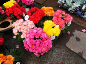 ３月入荷中の花苗の紹介