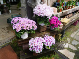 ３月入荷中の花苗の紹介