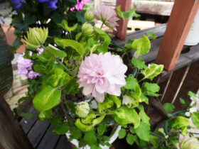 ３月入荷中の花苗の紹介