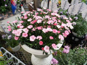 ３月入荷中の花苗の紹介