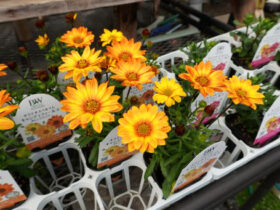 ３月入荷中の花苗の紹介