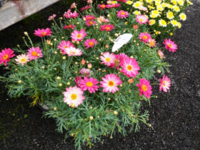 ３月入荷中の花苗の紹介