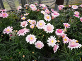 ３月入荷中の花苗の紹介