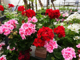 ３月入荷中の花苗の紹介