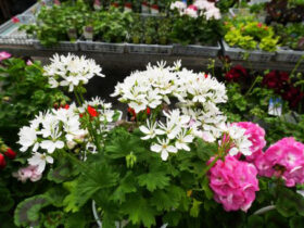 ３月入荷中の花苗の紹介