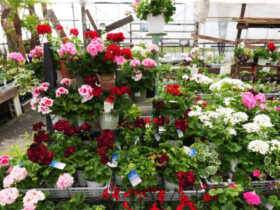 ３月入荷中の花苗の紹介