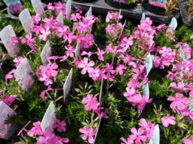 ３月入荷中の花苗の紹介