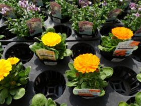 ３月入荷中の花苗の紹介