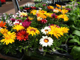 ３月入荷中の花苗の紹介