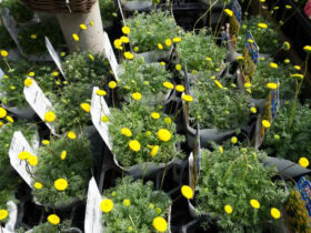 ３月入荷中の花苗の紹介