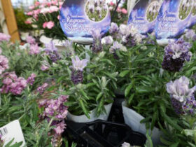 ３月入荷中の花苗の紹介