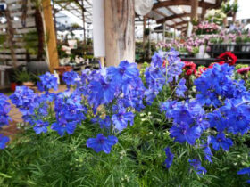 ３月入荷中の花苗の紹介