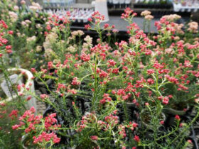 ３月入荷中の花苗の紹介