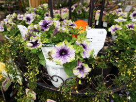 ３月入荷中の花苗の紹介