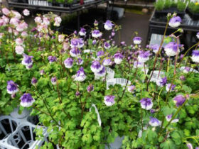 ３月入荷中の花苗の紹介