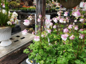 ３月入荷中の花苗の紹介