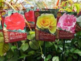 ３月入荷中の花苗の紹介