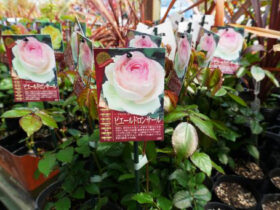 ３月入荷中の花苗の紹介