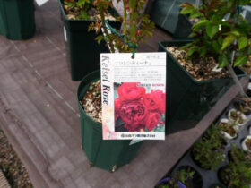 ３月入荷中の花苗の紹介