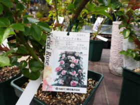 ３月入荷中の花苗の紹介