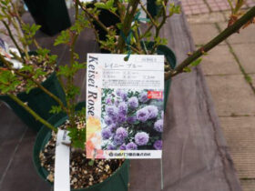 ３月入荷中の花苗の紹介